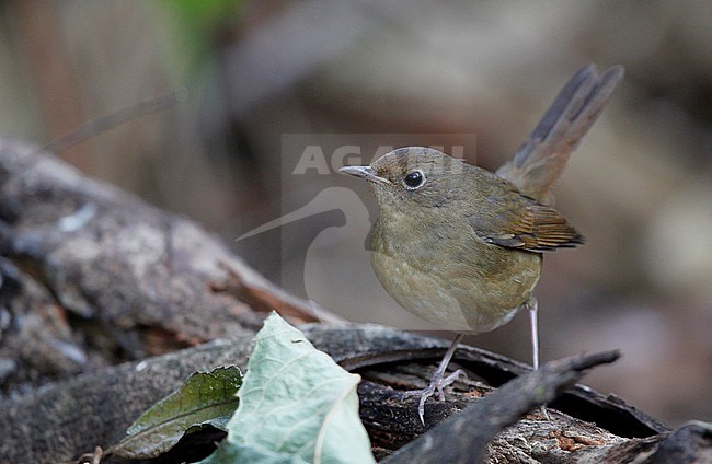 White-bellied Redstart (Luscinia phaenicuroides) female at Doi Lang,  Thailand stock-image by Agami/Helge Sorensen,