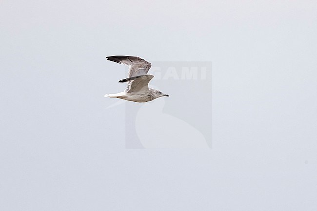 A second year Common Gull (Larus canus heinei) in Dornod, Mongolia stock-image by Agami/Mathias Putze,