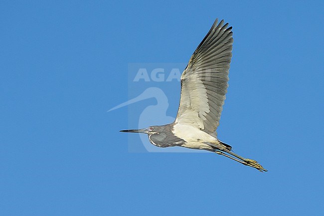 Adult breeding Tricolored Heron (Egretta tricolor)
Galveston Co., Texas, USA stock-image by Agami/Brian E Small,