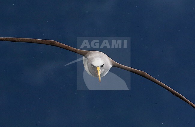 Northern Buller's Albatross, Thalassarche (bulleri) platei stock-image by Agami/Georgina Steytler,