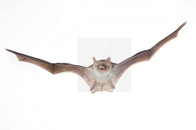 Franjestaart vliegend, Natterer's bat flying stock-image by Agami/Theo Douma,