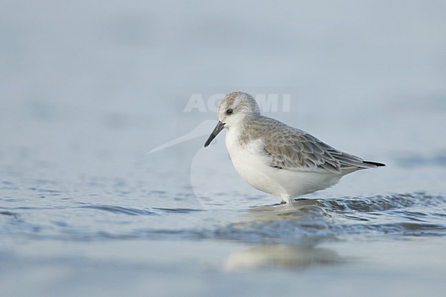 Drieteenstrandloper in water; Sanderling in water stock-image by Agami/Menno van Duijn,