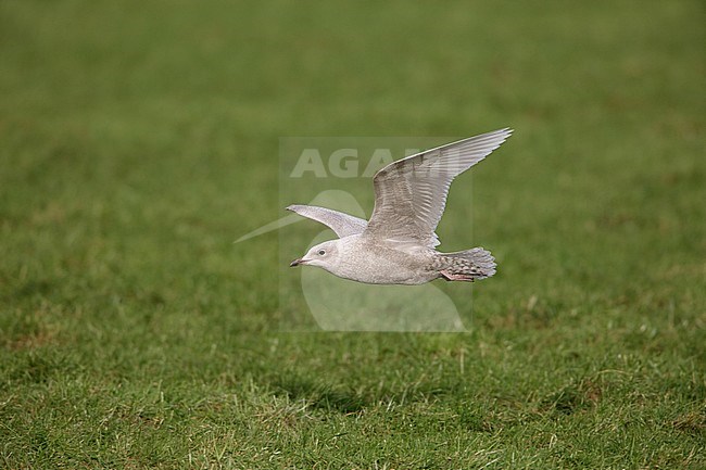 Kleine Burgemeester, Iceland Gull, Larus glaucoides stock-image by Agami/Arie Ouwerkerk,