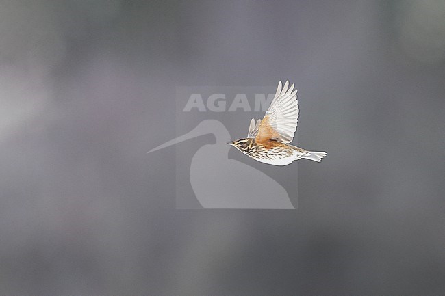 Redwing (Turdus iliacus iliacus) in flight at Rudersdal, Denmark stock-image by Agami/Helge Sorensen,