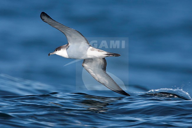 Bullers Pijlstormvogel in de vlucht; Buller\'s Shearwater in flight stock-image by Agami/Martijn Verdoes,