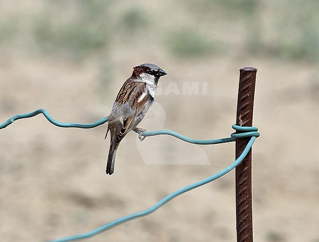 House Sparrow, Passer domesticus issp. ndicus stock-image by Agami/Andy & Gill Swash ,