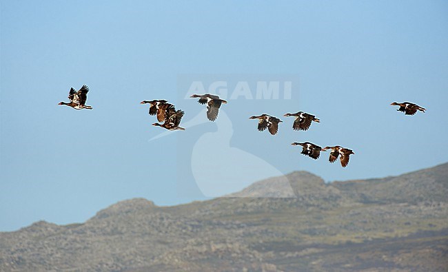 Spur-winged Goose (Plectropterus gambensis) flock in flight, South Africa stock-image by Agami/Tomas Grim,