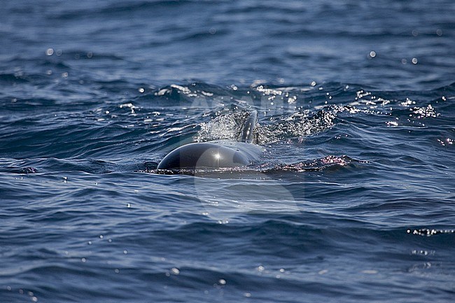 Long-finned Pilot Whale (Globicephala melas) swimming in the strait of Gibraltar off Tarifa stock-image by Agami/Marc Guyt,