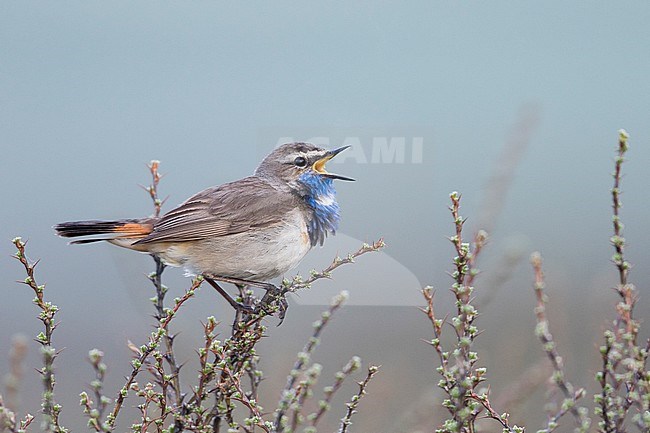 Bluethroat - Blaukehlchen - Cyanecula svecica ssp. saturatior, Kyrgyzstan, adult male stock-image by Agami/Ralph Martin,