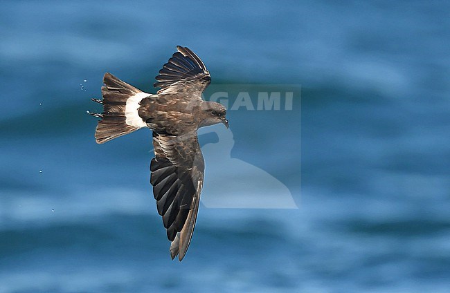 Wilson's Storm-Petrel (Oceanites oceanicus) off the coast of Portugal stock-image by Agami/Eduard Sangster,