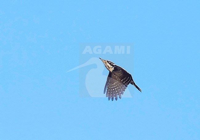 Three-toed Woodpecker (Picoides tridactylus) migrating near Hanko in Finland during October stock-image by Agami/Tomi Muukkonen,