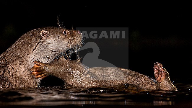 Europese Otters vissend in de nacht; Nightly fishing Otters (Lutra lutra) stock-image by Agami/Bence Mate,