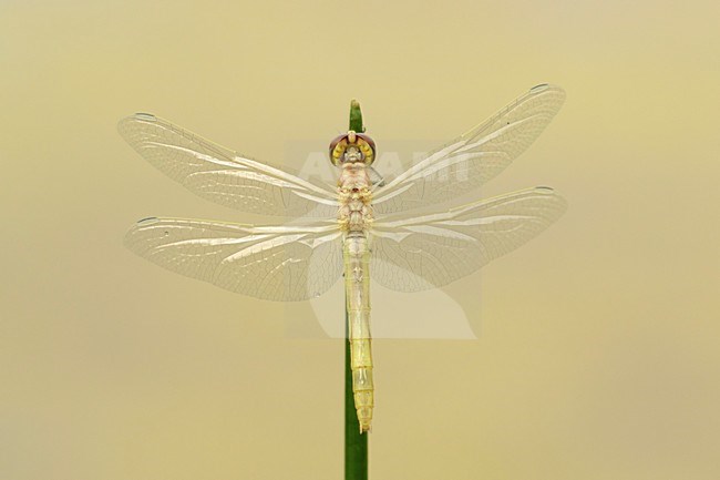 Net uitgeslopen Zwervende heidelibel; Just hatched Red-veined darter; stock-image by Agami/Walter Soestbergen,