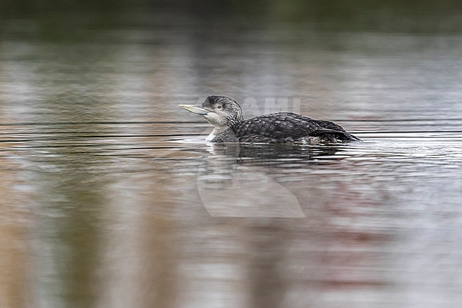 Yellow-billed Diver (Gavia adamsii) swimming on the harbour, Stellendam, Zuid-Holland, the Netherlands. stock-image by Agami/Vincent Legrand,