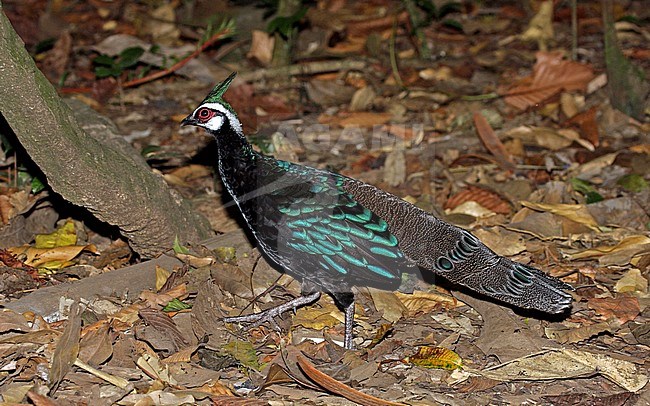 Male Palawan Peacock-Pheasant (Polyplectron napoleonis) walking on the ground in Palawan, Philippines. stock-image by Agami/Pete Morris,