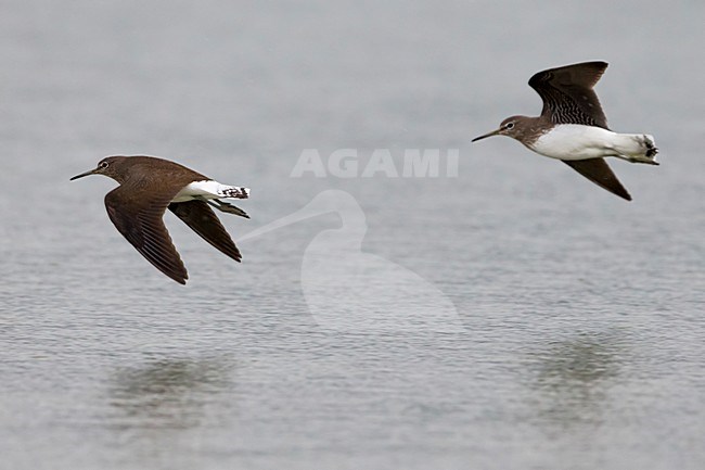 Witgatjes in vlucht; Green Sandpipers in flight stock-image by Agami/Daniele Occhiato,