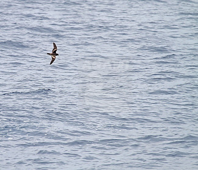 Tristram's storm petrel (Oceanodroma tristrami) in flight over the northern pacific ocean south of Japan. stock-image by Agami/Pete Morris,