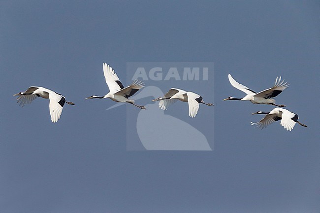 Chinese Kraanvogel in vlucht; Red-crowned Crane in flight stock-image by Agami/Daniele Occhiato,