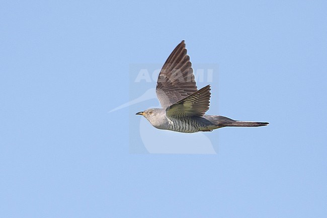 Oriental Cuckoo - Hopfkuckuck - Cuculus saturatus ssp. optatus, Russia, adult male stock-image by Agami/Ralph Martin,