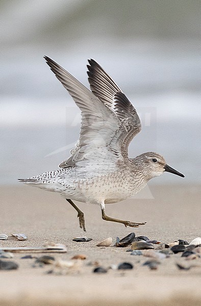 First-winter Red Knot (Calidris canutus) running on Dutch north sea beach with wings raised high above the body. stock-image by Agami/Marc Guyt,