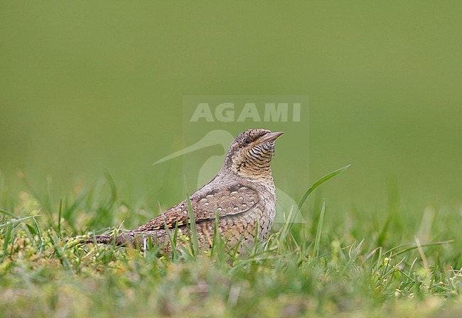 Draaihals, Eurasian Wryneck, Jynx torquilla stock-image by Agami/Arie Ouwerkerk,