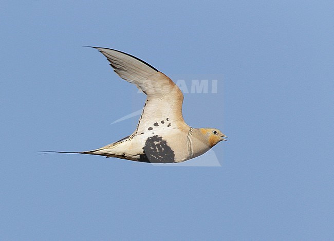 Mannetje Steppehoen in flight, Male Pallas's Sandgrouse in flight stock-image by Agami/Mike Danzenbaker,