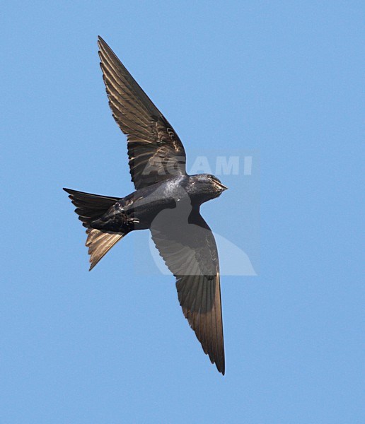 Purperzwaluw, Purple Martin, Progne subis stock-image by Agami/Mike Danzenbaker,