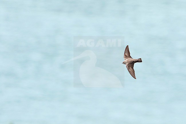 Crag Martin (Ptyonoprogne rupestris) in Tajikistan, adult bird in flight, seen from above. stock-image by Agami/Ralph Martin,