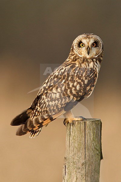 velduil zittend op paal; Short-eared owl sitting on pole; Sumpfohreule; Asio flammeus stock-image by Agami/Walter Soestbergen,