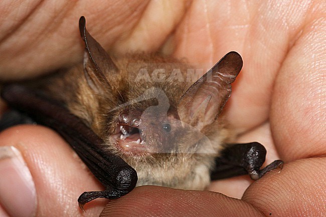 Natterer's bat in hand stock-image by Agami/Theo Douma,