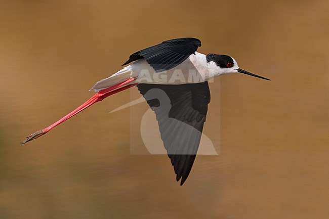 Steltkluut in de vlucht; Black-winged Stilt in flight stock-image by Agami/Daniele Occhiato,