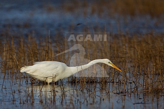 Vissende Grote Zilverreiger, Fishing Great Egret stock-image by Agami/Rob Olivier,