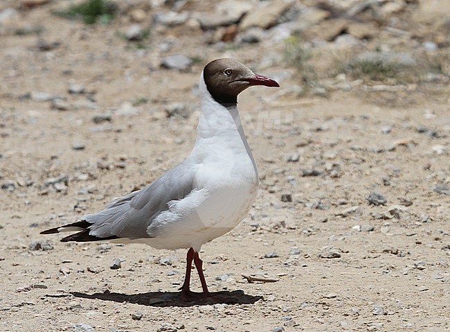 Adult Brown-headed gull, chroicocephalus brunnicephalus, in breeding plumage at Nam Tso, Tibet. stock-image by Agami/James Eaton,