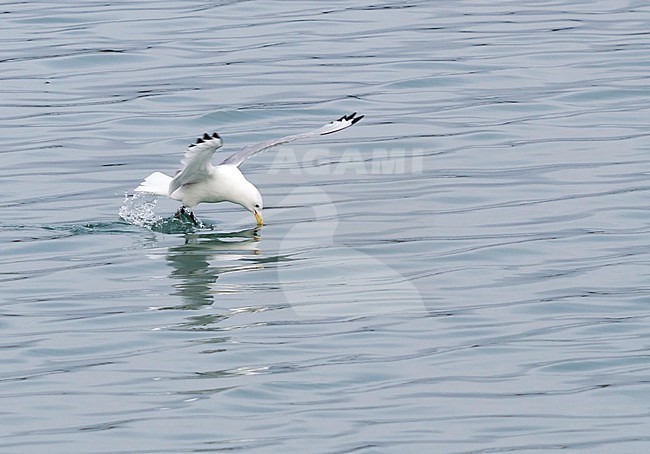 Black-legged Kittiwake, Drieteenmeeuw, Rissa tridactyla Iceland, adult stock-image by Agami/Ralph Martin,