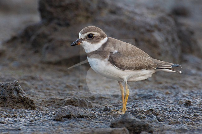 Amerikaanse Bontbekplevier; Semipalmated Plover; Charadrius semipalmatus stock-image by Agami/Daniele Occhiato,