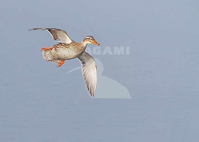 Wintering Mallard (Anas platyrhynchos) a Katwijk, Netherlands. Female landing on an urban lake. stock-image by Agami/Marc Guyt,