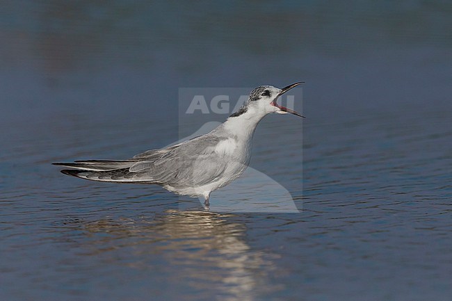 Whiskered Tern (Chlidonias hybrida), Standing in the water, Taqah, Dhofar, Oman stock-image by Agami/Saverio Gatto,