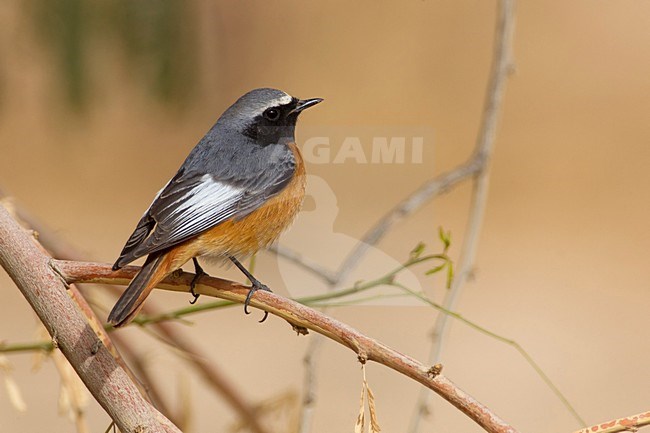 Codirosso; Common Redstart; Ehrenberg's Redstart; Phoenicurus phoenicurus samamisicus stock-image by Agami/Daniele Occhiato,