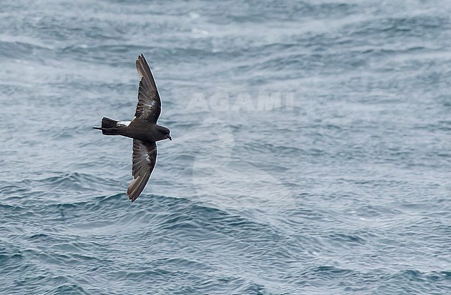 Fuegian Storm Petrel (Oceanites (oceanicus) chilensis) in southern Argentina. stock-image by Agami/Martijn Verdoes,