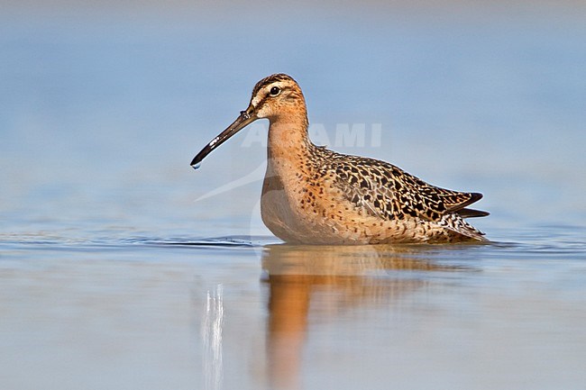 Short-billed Dowitcher (Limnodromus griseus) in a pond in Churchill, Manitoba, Canada. stock-image by Agami/Glenn Bartley,