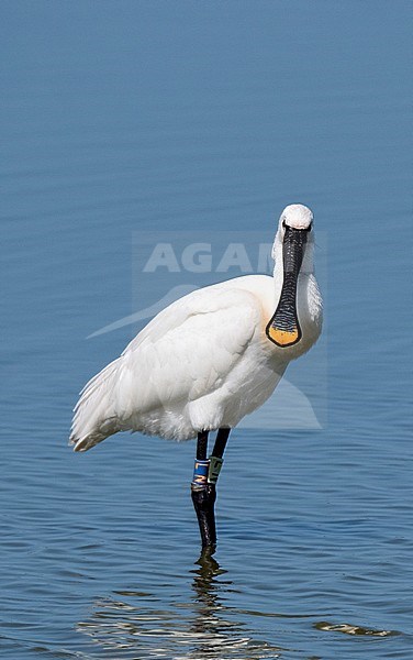 Eurasian Spoonbill (Platalea leucorodia) adult perched in the water stock-image by Agami/Roy de Haas,