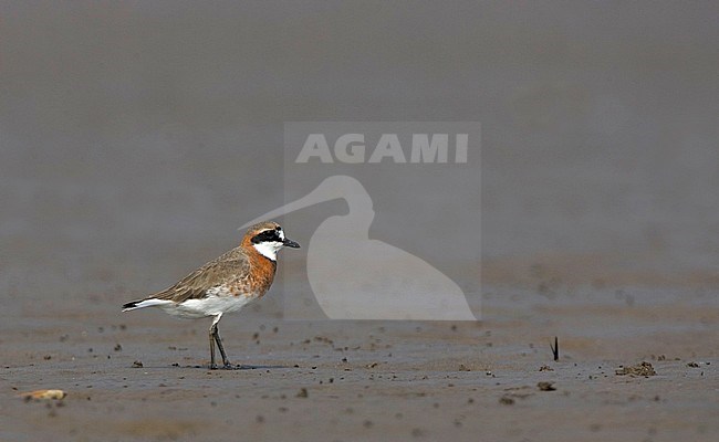 Zomerkleed Mongoolse Plevier op het wad bij Happy Island (China); Lesser Sand-Plover (Charadrius mongolus stegmanni) on mudflats at Happy Island (China) stock-image by Agami/Bas van den Boogaard,