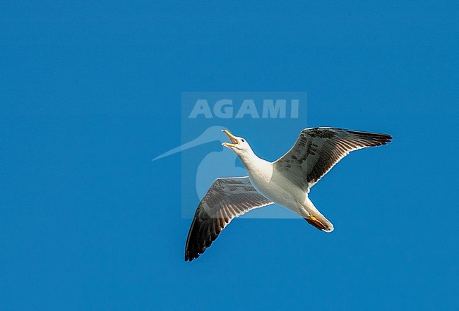 Immature Lesser Black-backed Gull (Larus fuscus) on Wadden island Texel, Netherlands. In flight, seen from below, calling loudly. stock-image by Agami/Marc Guyt,