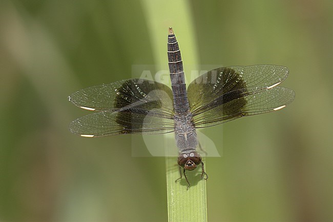 Mannetje Mantelgrondlibel, Male immature female stock-image by Agami/Paul Schrijvershof,