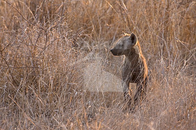 Gevlekte Hyena; Spotted Hyena stock-image by Agami/Marc Guyt,