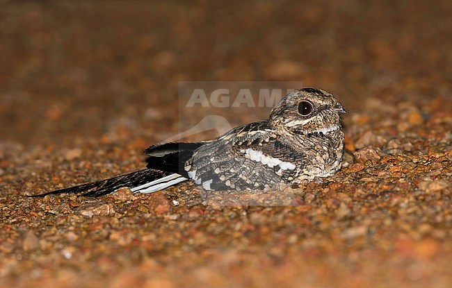 Long-tailed Nightjar (Caprimulgus climacurus) resting on the ground during the night. stock-image by Agami/Dubi Shapiro,