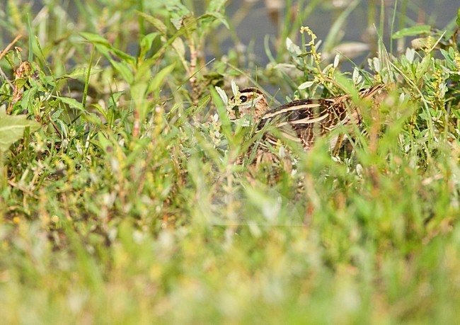 Watersnip verstopt in het gras; Common Snipe hiding in the grass stock-image by Agami/Marc Guyt,