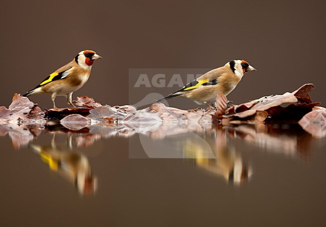 Putters bij vijver, European Goldfinches near pool stock-image by Agami/Danny Green,