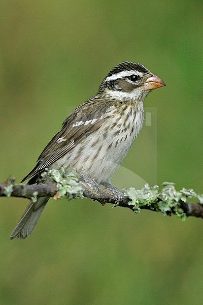 Vrouwtje Roodborstkardinaal, Female Rose-breasted Grosbeak stock-image by Agami/Brian E Small,