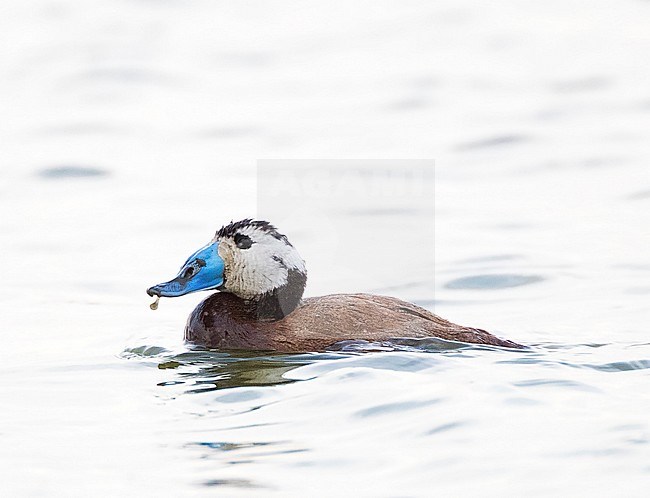 Male White-headed Duck (Oxyura leucocephala) in Laguna de Navaseca, Daimiel, Spain. stock-image by Agami/Marc Guyt,